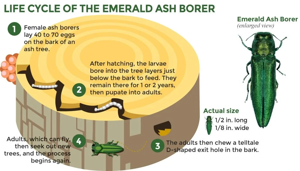 The Emerald Ash Borer: Why This Tiny Bug Is Costing Chicagoland Homeowners Thousands