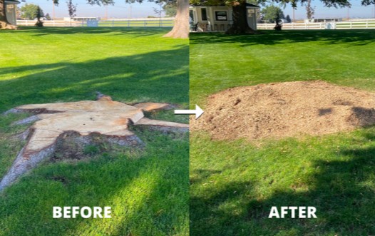 Before stump removal — Large oak stump — front yard, Naperville, IL